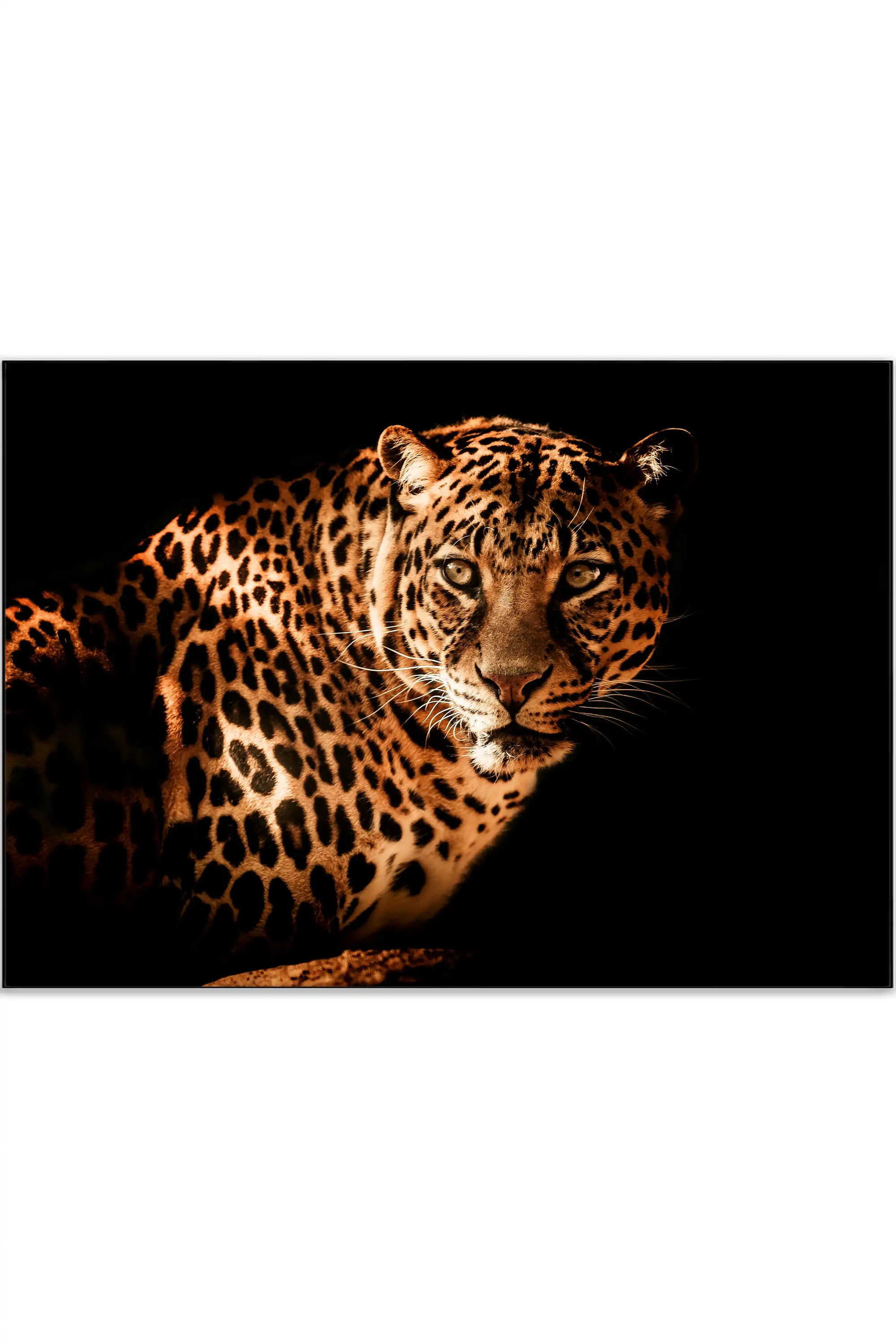 Plakat - Amore leopard - admen.dk