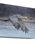 Canvas - A Sandy Hill Crane in Flight