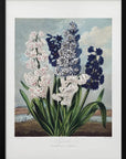 Plakat - Hyacinths from The Temple of Flora (1807)