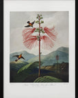 Poster - Large–Flowering Sensitive Plant from The Temple of Flora (1807)