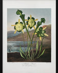 Poster - Pitcher Plant from The Temple of Flora (1807)