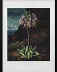 Plakat - The American Cowslip from The Temple of Flora