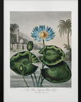 Plakat - The Blue Egyptian Water-Lily from The Temple of Flora (1807)