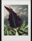 Plakat - The Dragon Arum from The Temple of Flora (1807)