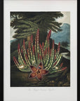 Poster - The Maggot–Bearing Stapelia from The Temple of Flora (1807)