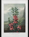 Plakat - The Narrow–Leaved Kalmia from The Temple of Flora (1807)