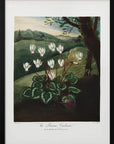 Plakat - The Persian Cyclamen from The Temple of Flora (1807)