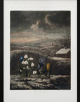 Poster - The Snowdrops from The Temple of Flora (1807)