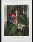 Poster - The Winged Passion-Flower from The Temple of Flora (1807)