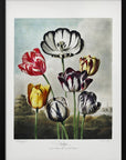 Poster - Tulips from The Temple of Flora (1807)