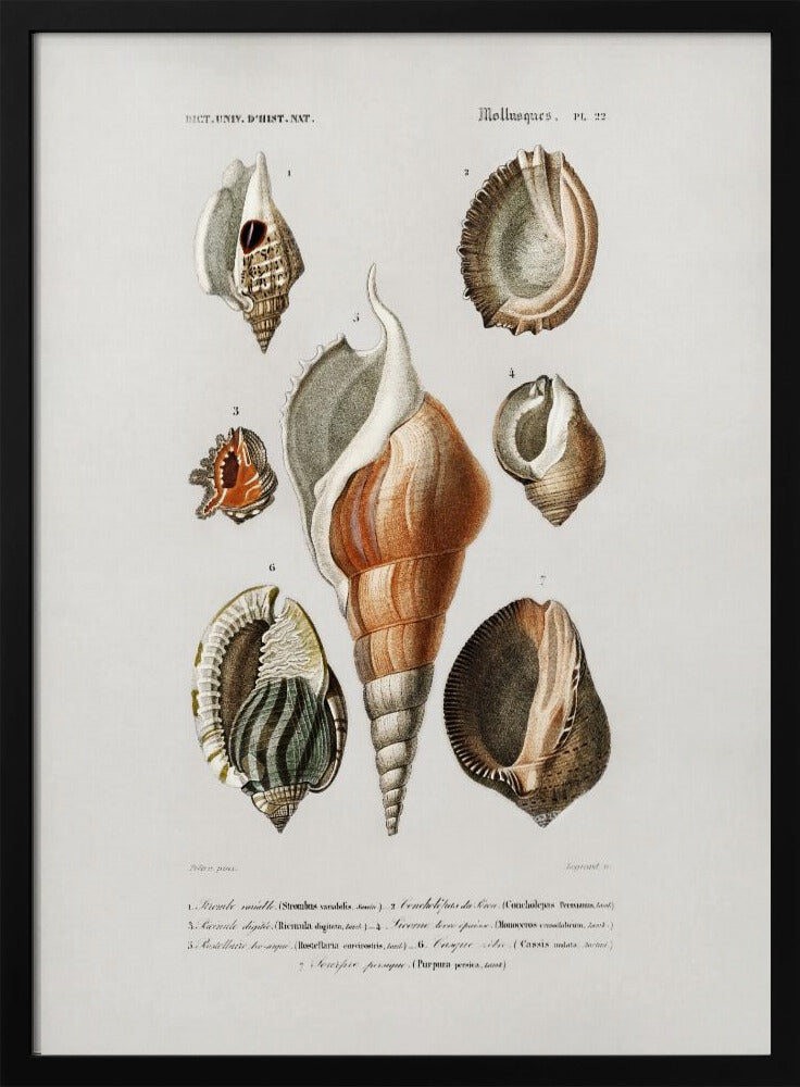 Plakat - Different Types of Mollusks