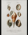 Plakat - Different Types of Mollusks