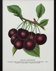 Poster - Black Tartarian Cherry Lithograph