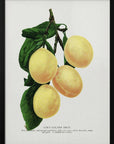 Poster - Coe's Golden Drop Plum Lithograph