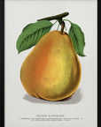 Poster - Duchess D'angouleme Pear Lithograph