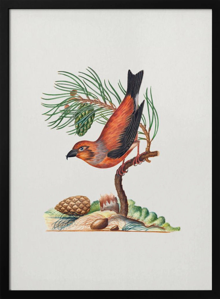 Plakat - Red Crossbill