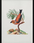 Plakat - Red Crossbill