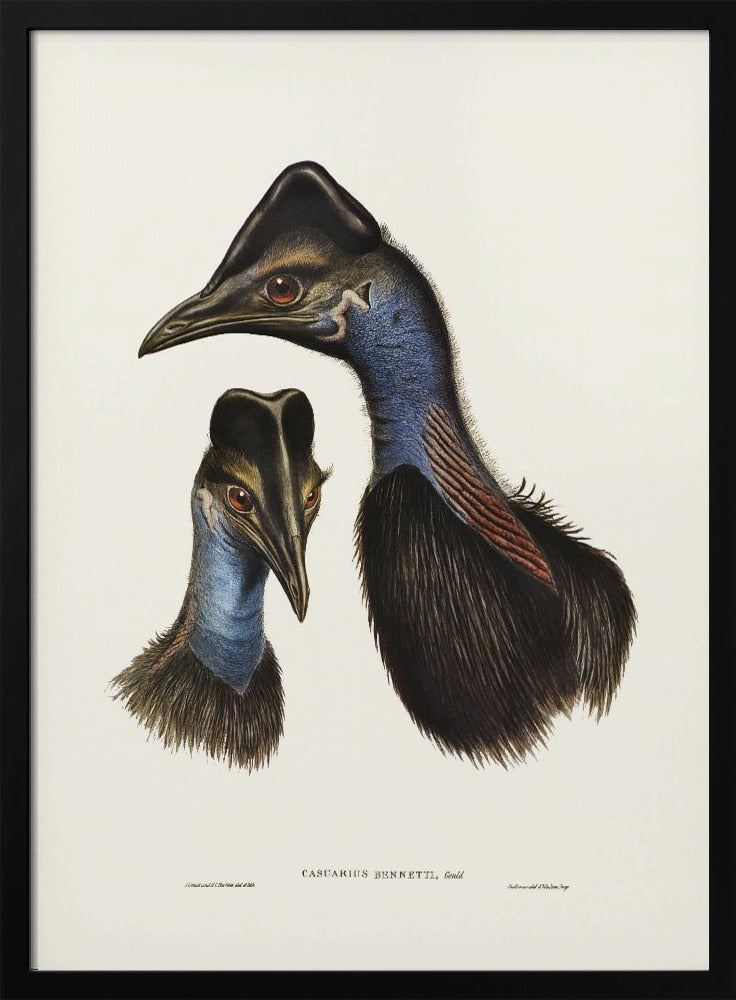 Poster - Bennett&#39;s Cassowary Blue