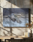 Canvas - A Sandy Hill Crane in Flight