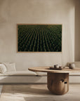 Poster - Corn Fields 03