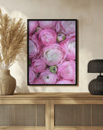 Poster - Pink ranunculus