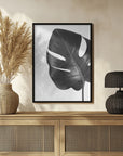 Poster - Gray monstera leaf