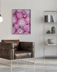 Poster - Pink ranunculus