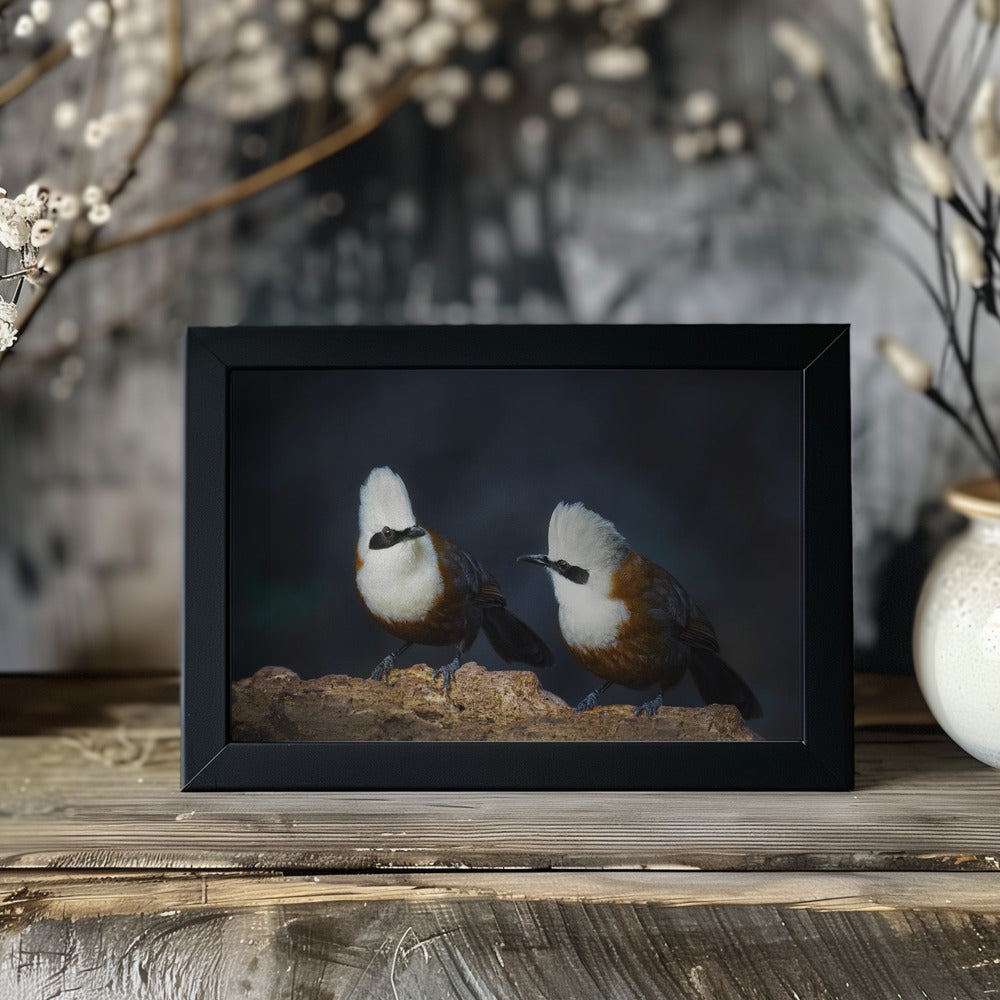 Plakat - White-crested laughingthrush