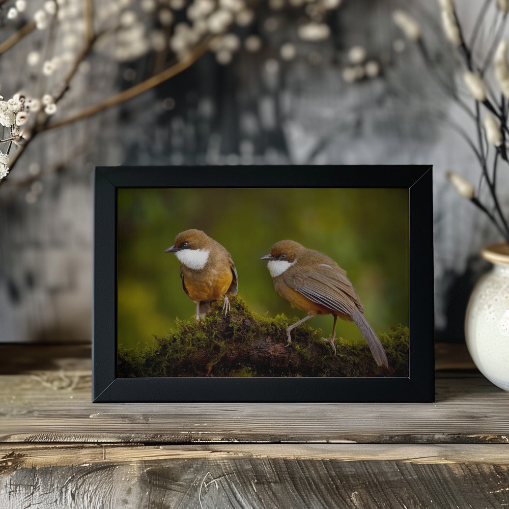 Plakat - White-throated laughing thrush