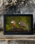 Plakat - White-throated laughing thrush