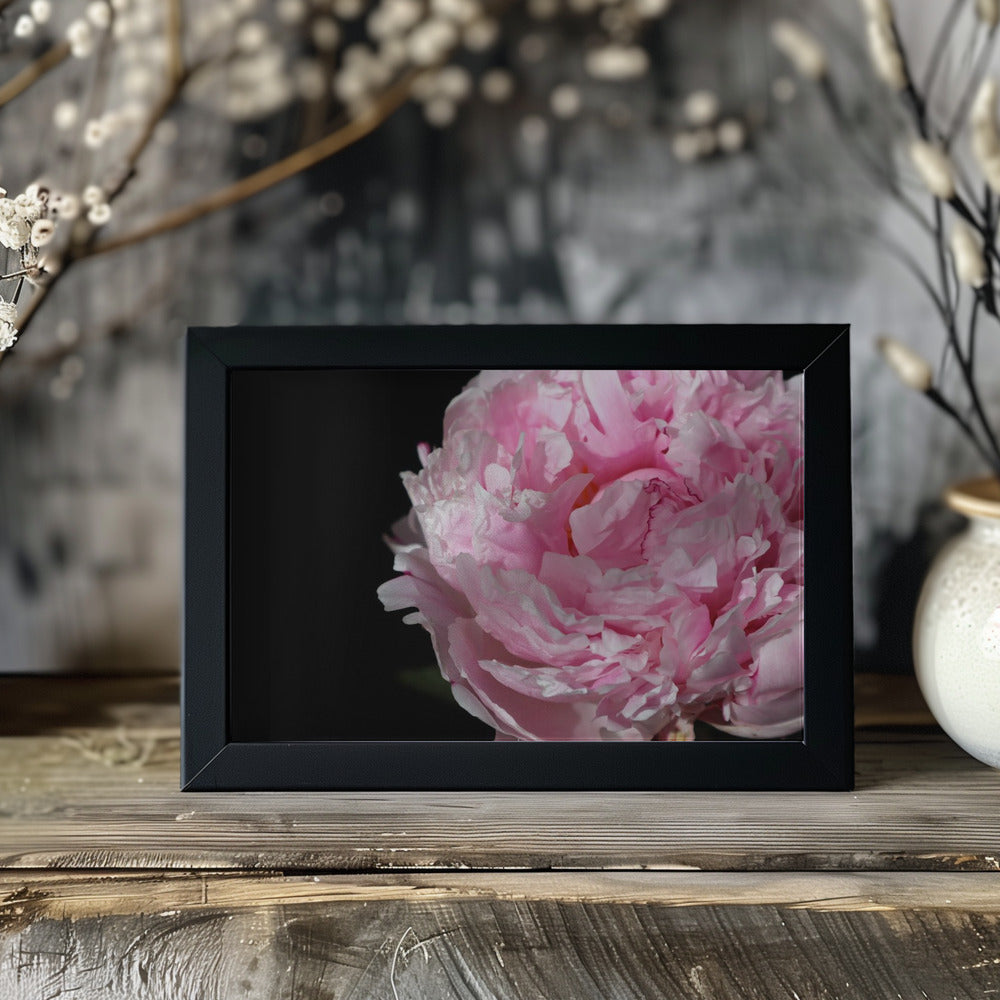 Plakat - Pink peony IV