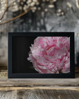 Plakat - Pink peony IV