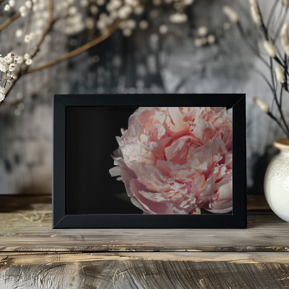 Plakat - Blush peony IV