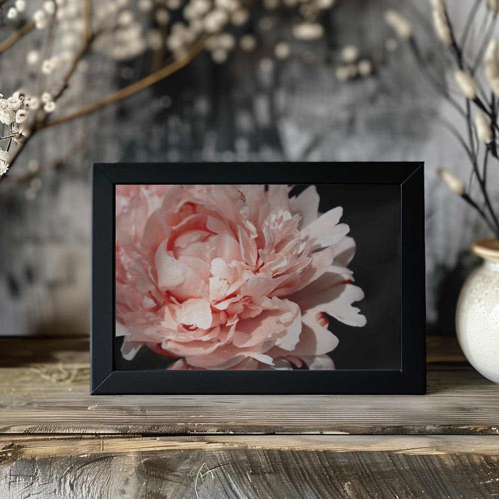 Poster - Blush peony VI