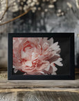 Poster - Blush peony VI