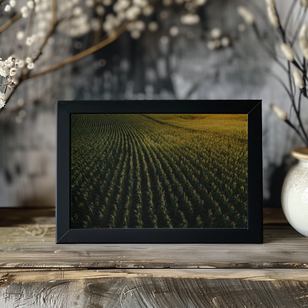 Poster - Corn Fields 02