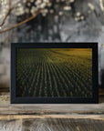 Poster - Corn Fields 02