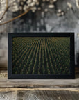 Poster - Corn Fields 03