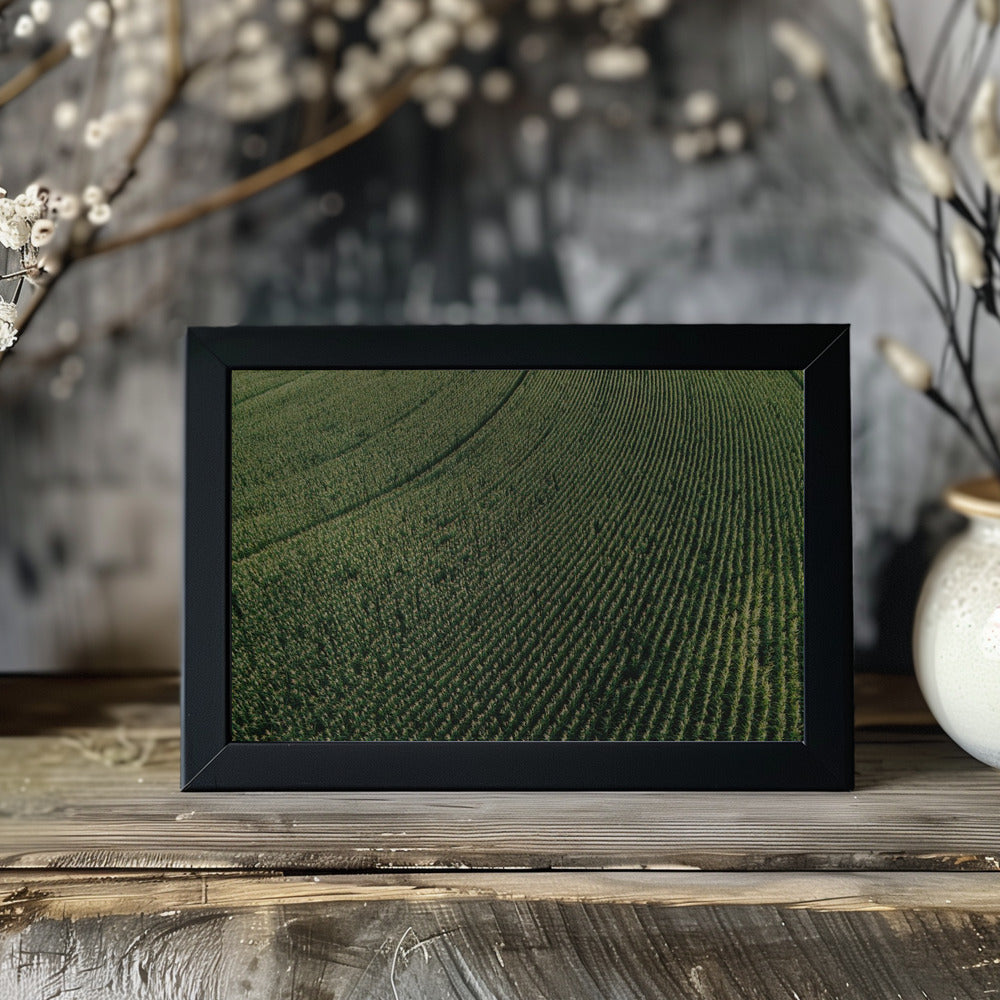 Plakat - Corn Fields 01