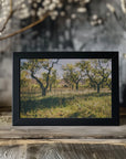 Poster - Apple Trees 02