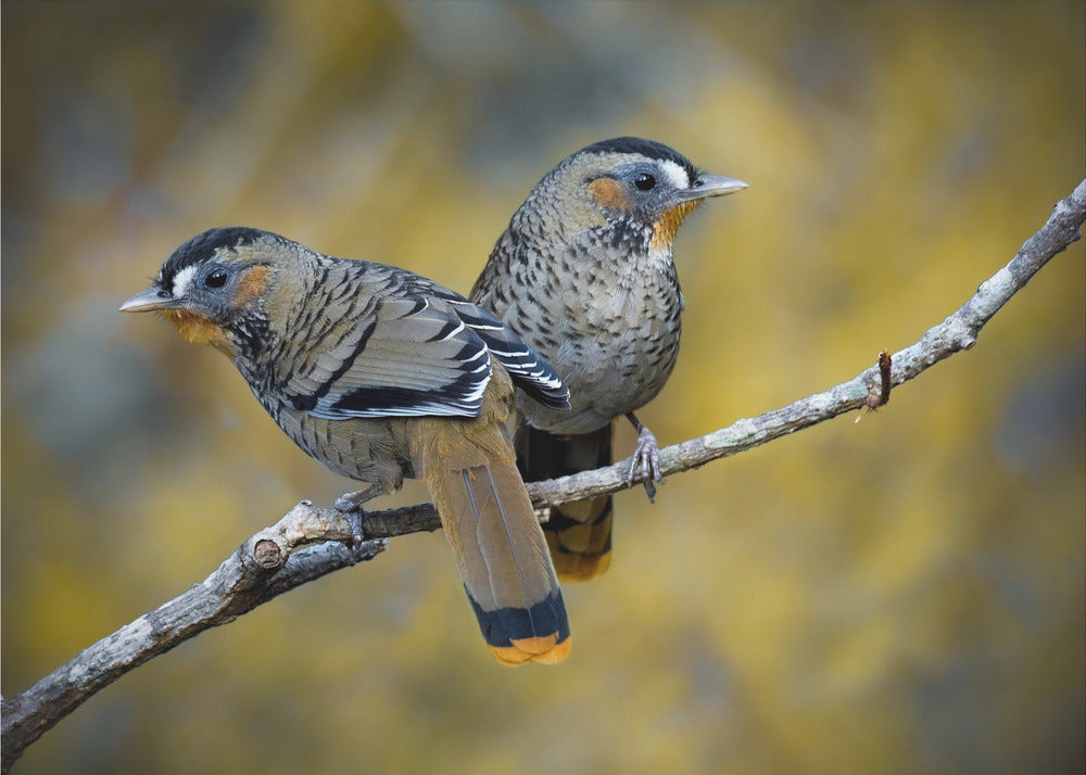 Plakat - Rufous-chinned laughing thrush