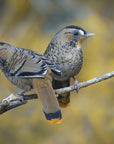 Plakat - Rufous-chinned laughing thrush