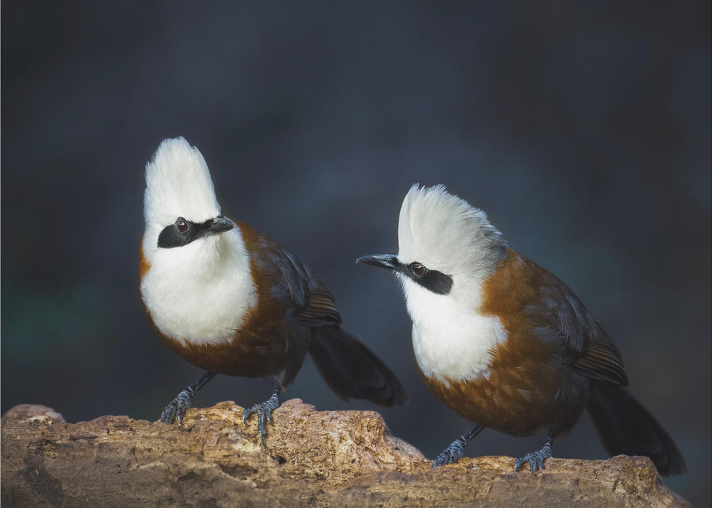 Plakat - White-crested laughingthrush