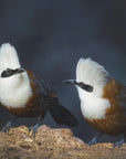 Plakat - White-crested laughingthrush