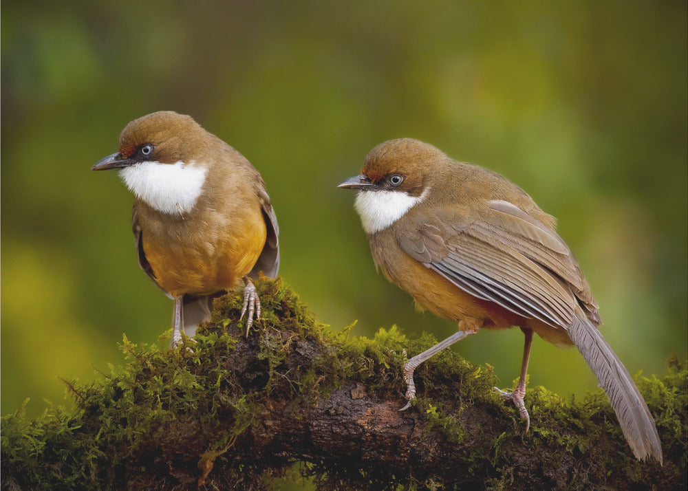 Plakat - White-throated laughing thrush