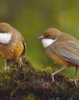 Plakat - White-throated laughing thrush