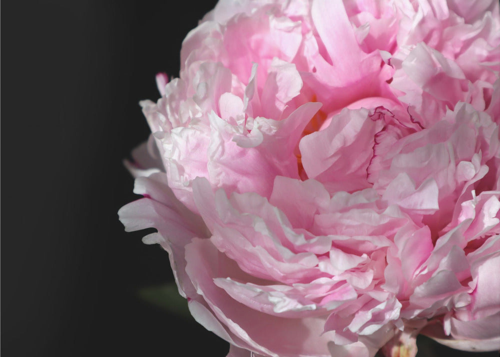 Plakat - Pink peony IV