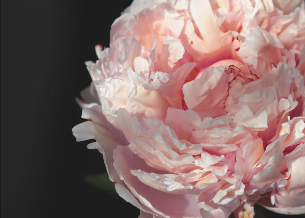 Plakat - Blush peony IV