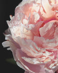 Plakat - Blush peony IV