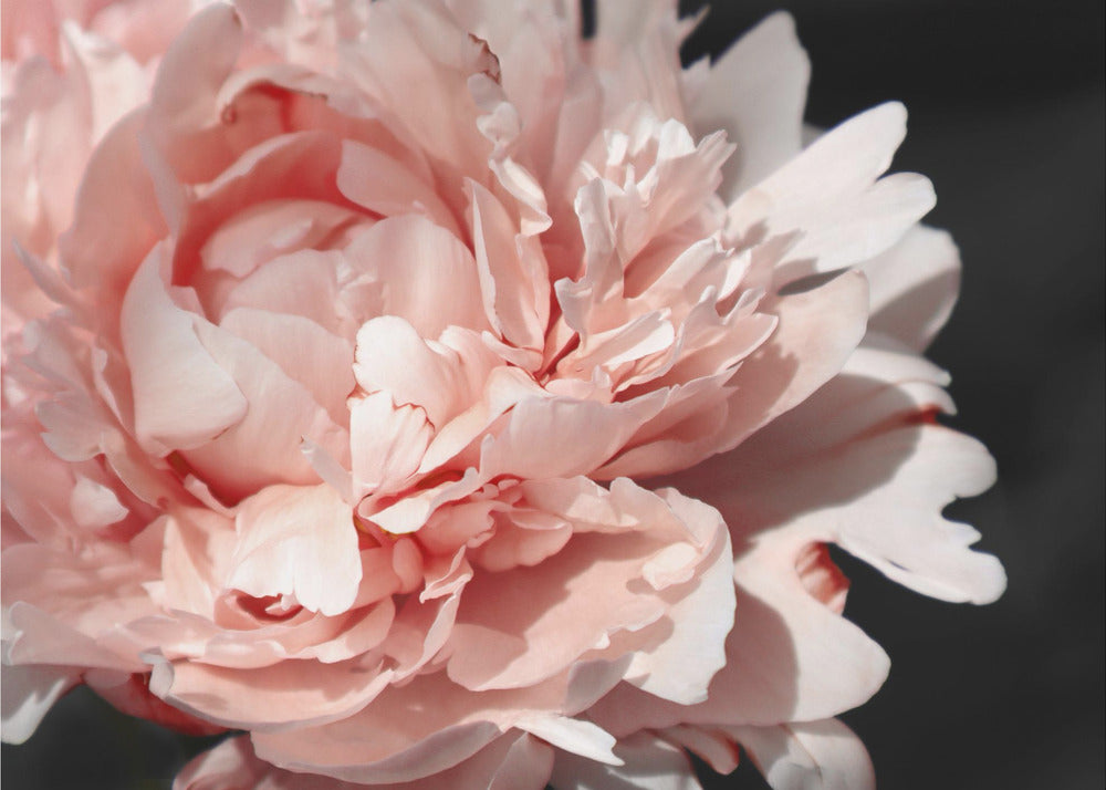 Poster - Blush peony VI